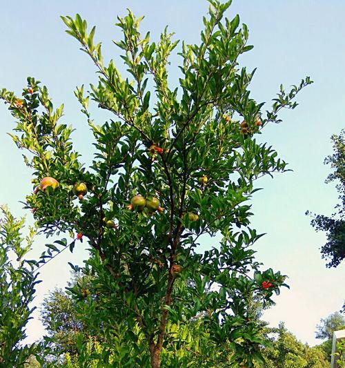 石榴栽后几年才会结果实（从种植到结果全解析）