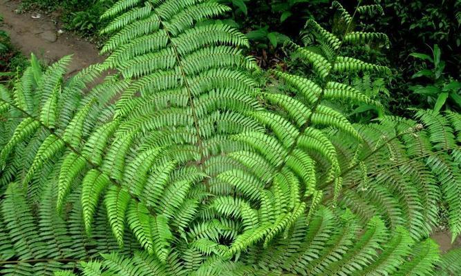 石松，裸子植物之一（探究石松的裸子植物身份）