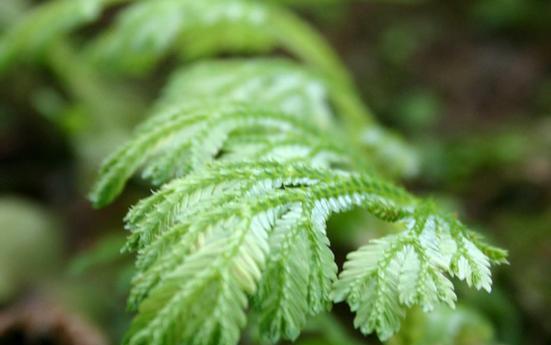 石松，裸子植物之一（探究石松的裸子植物身份）