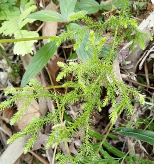 石松不是蕨类植物（揭开石松真正的身份）