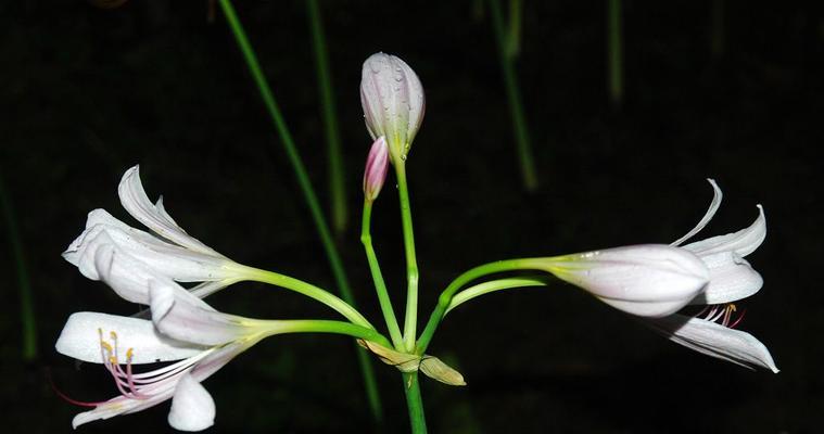 探究石蒜的开花规律，解密石蒜的生长周期（探究石蒜的开花规律）