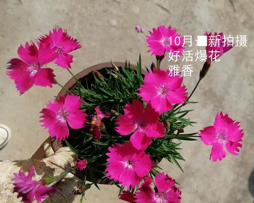 石竹花的耐寒能力（从低温适应到生长环境——石竹花的多重耐寒机制探究）