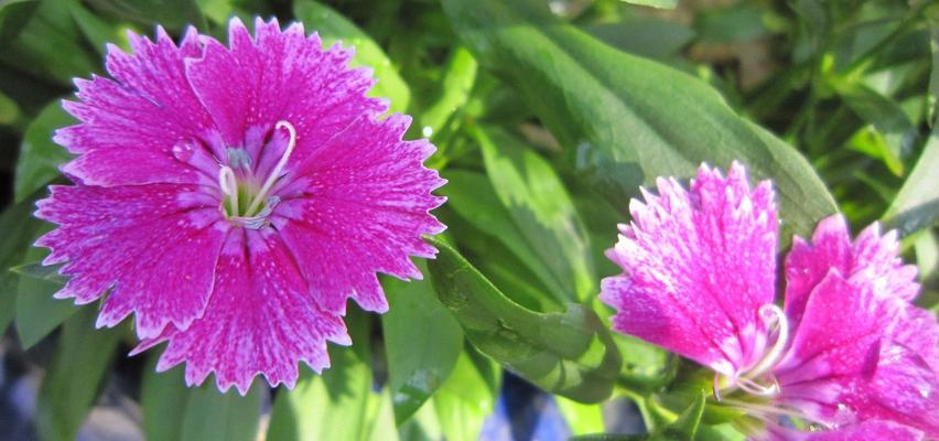 石竹花开花时间与花期（探究石竹花开花时间与长达一个月的花期）