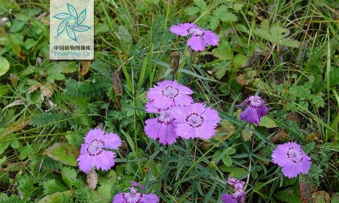 石竹花——多年生植物的美丽代表（探秘石竹花的生长特点）