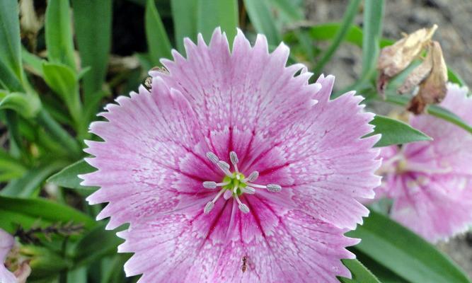 石竹花开花频率的探究（揭开石竹花一年开几次花的奥秘）