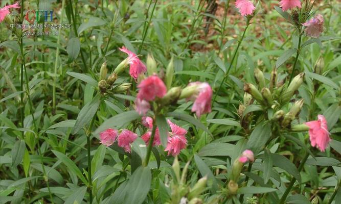 石竹花繁殖全攻略（方法、注意事项与技巧）