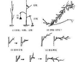 石竹花的心打顶与摘心方法（掌握正确时间和技巧）