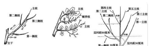 石竹花的心打顶与摘心方法（掌握正确时间和技巧）