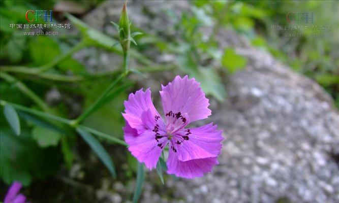 石竹科代表植物的科属和特点（了解石竹科代表植物的分类和生态特点）