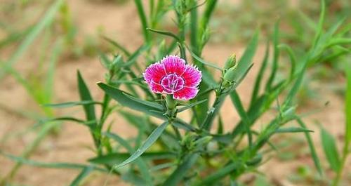 石竹种植（探究石竹开花的因素和种植技巧）