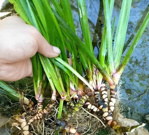 石菖蒲泡水喝好不好（探究石菖蒲泡水的功效与风险）