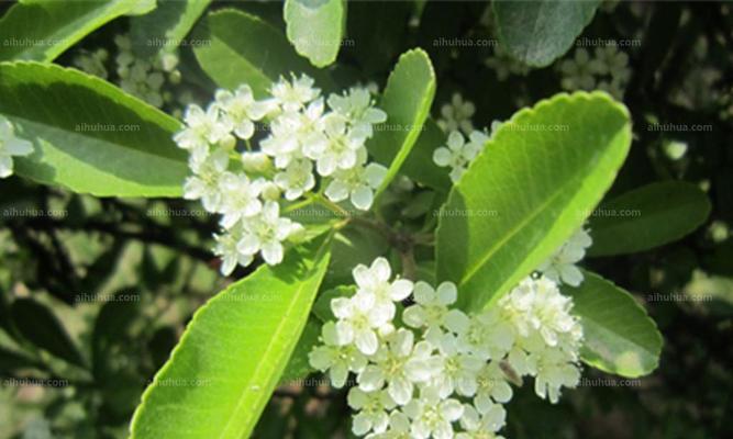 石楠花的药用价值与食用可行性（探究石楠花的食用价值及其药用效能）