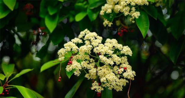 石楠花——绚丽多彩的自然奇观（探寻石楠花花海）