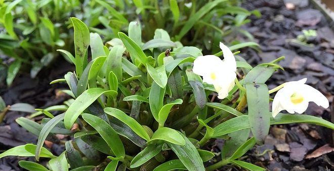 石斛的种植条件（打造适宜石斛生长的环境）