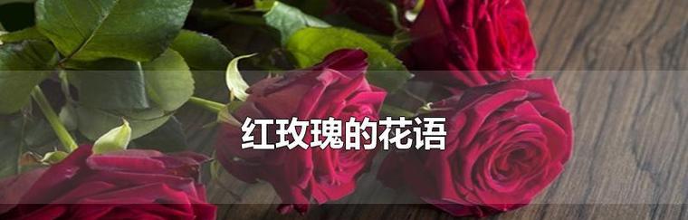 红玫瑰花语与寓意（传递爱与热情的花朵——红玫瑰的象征意义）