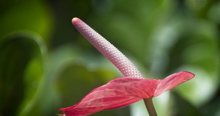 红掌花语（红掌花语的意义与传承）