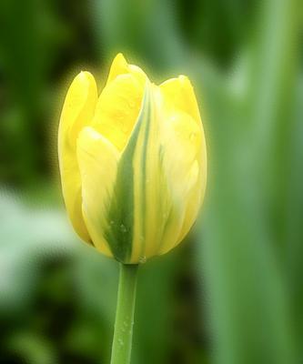 黄色郁金香（探寻黄色郁金香的花语）