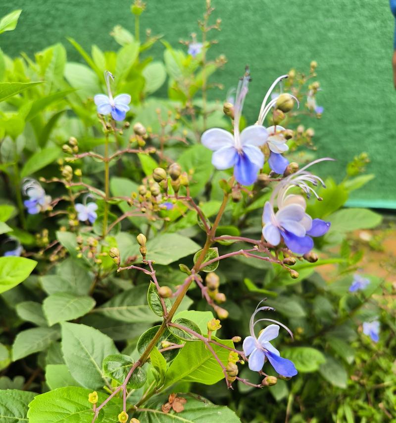 蓝蝴蝶花（探寻蓝蝴蝶花的花语之美）