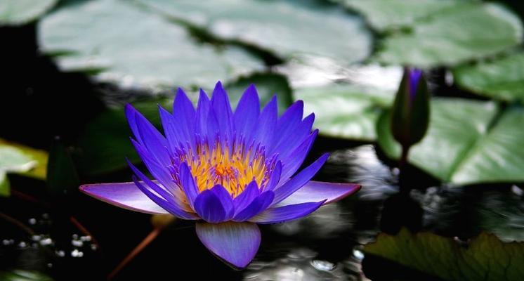 以蓝莲花代表什么（解读蓝莲花的象征意义与美学价值）