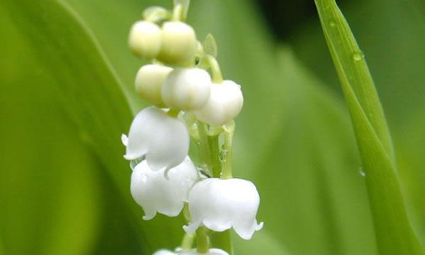 铃兰花语与其象征的美好情感（铃兰花的花语及其在爱情）