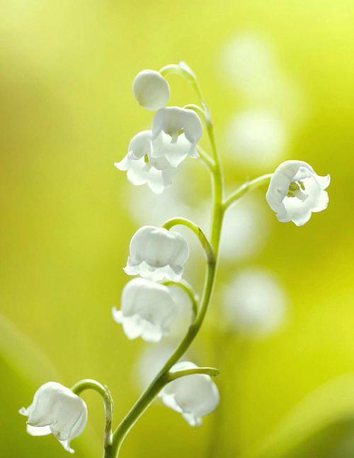 铃兰花的花语与意义（探寻铃兰花的花语）