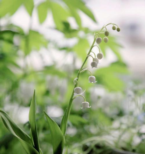 铃兰花语大全（探索铃兰花的花语）