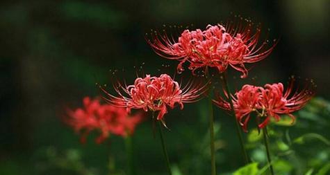 曼珠沙华花语（以花开为证）