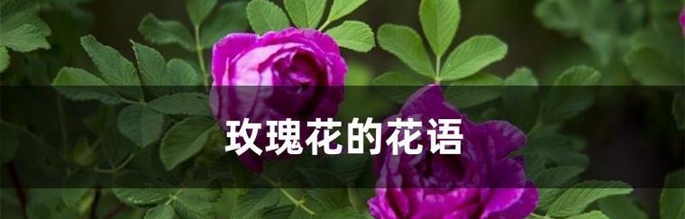 十一朵红玫瑰花的花语——爱情的誓言（散发着热情的红玫瑰）