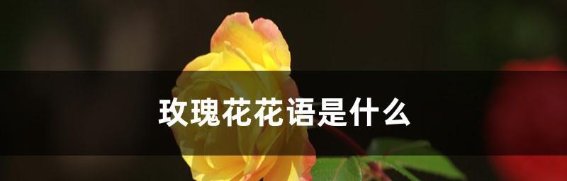 33朵玫瑰花的花语及象征意义（解读玫瑰花的数量与意义）