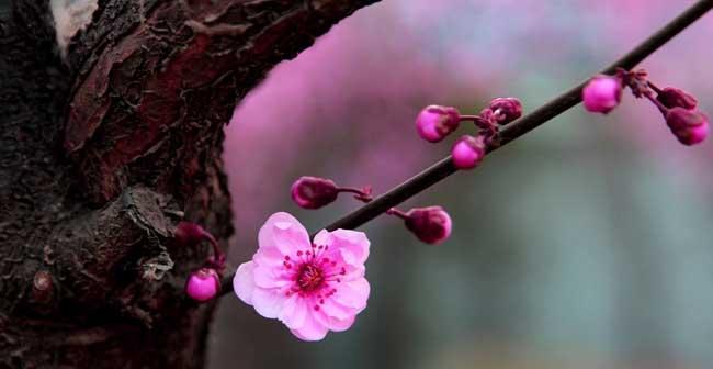 梅花的寓意与象征（美丽坚韧）