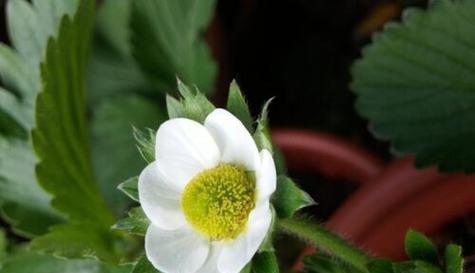 草莓花的象征意义和传统用途（探寻草莓花的象征意义与传统用途）