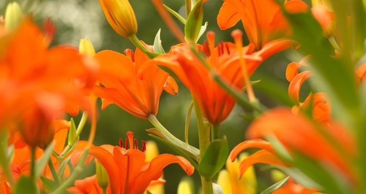 橙色百合花的象征意义（探寻橙色百合花背后的隐含寓意）