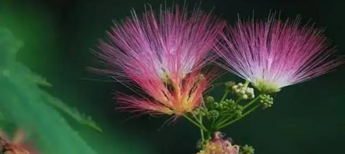 代表爱情的植物——浪漫花卉芳情（从玫瑰到满天星）