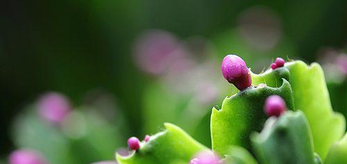 春天的花朵盛开，万物复苏（以代表春天的植物为主题的盛春之美）