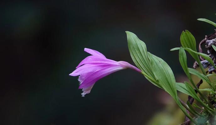 坚强独立的花朵（代表独立自强的花与它们的寓意）