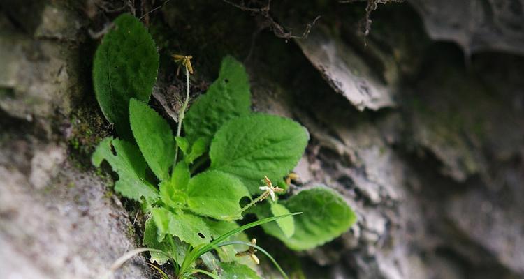 植物中的奉献（探索自然中的奉献精神）