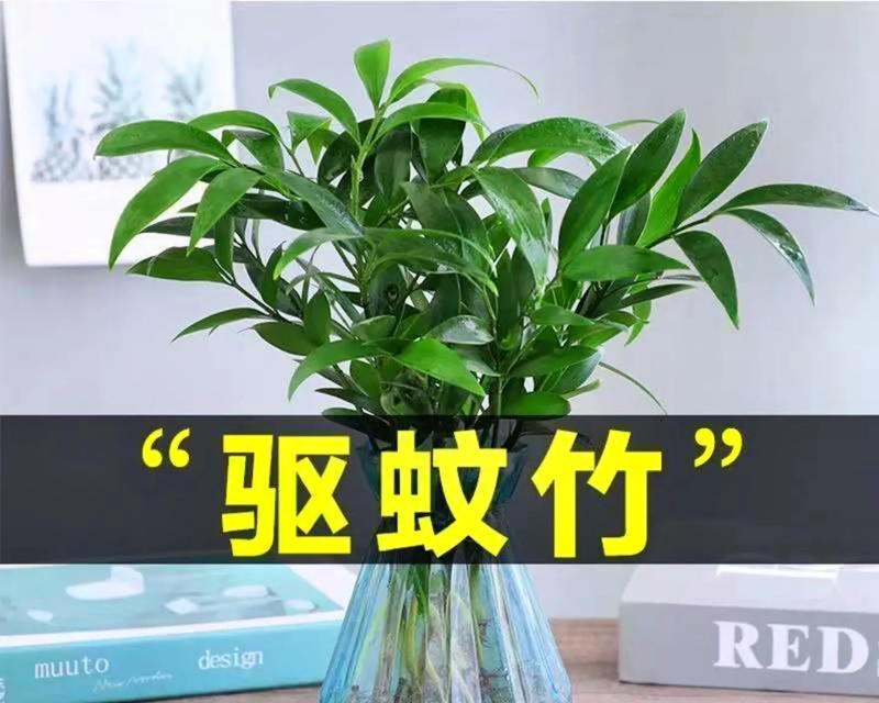 代表富贵的植物——植物王国中的财富象征（追寻财富与繁荣之路）