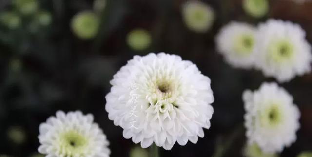 怀念逝去亲人的花（用花来表达深深的思念之情）