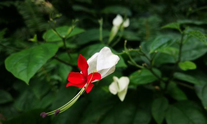 幻想之花（探索花海中的幻想乐园）