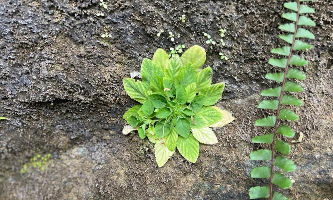 坚韧的植物世界（探索生命中的顽强力量）