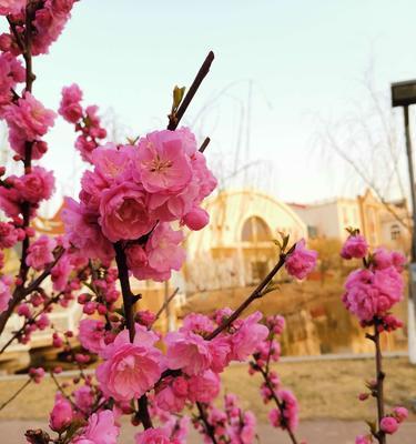 花开情深，姐妹无限（用鲜花诠释姐妹情）