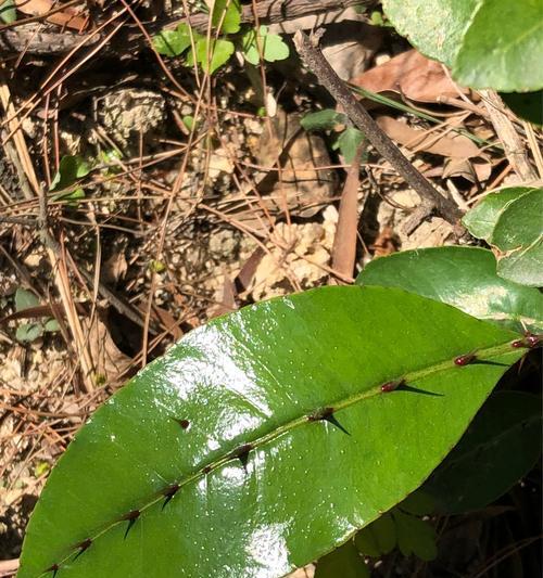 惊蛰的植物世界（探索春天到来的花朵和叶子们）