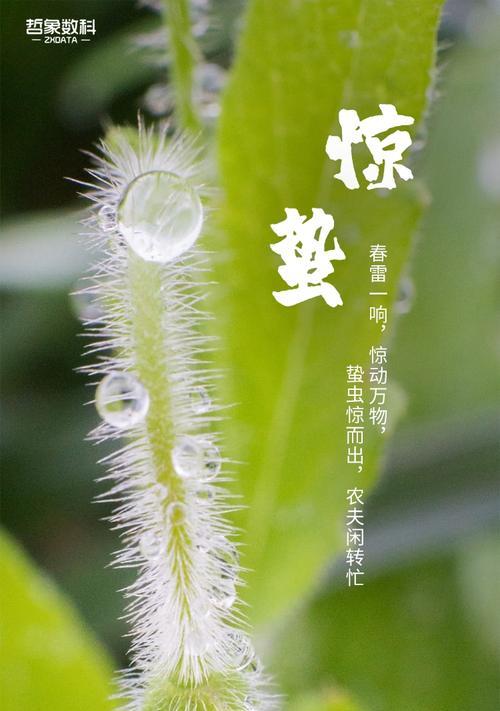 惊蛰的植物世界（探索春天到来的花朵和叶子们）