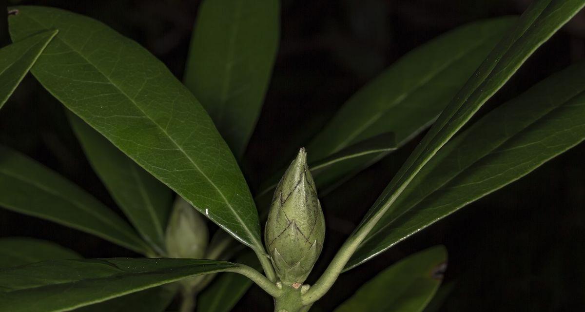 清廉之道（揭示清廉植物的品德美学）