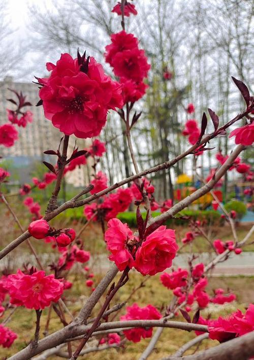 热情张扬（鲜花绽放的美丽世界）