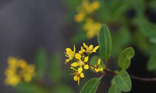 代表思念的植物（缅怀过去）