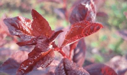 四季花开，植物代表的美丽（以四季花卉为主题）