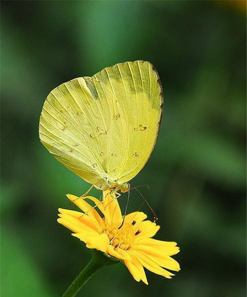 蝶恋花花语及代表意义（花开寓意浪漫）