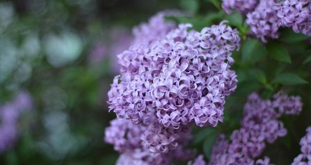 丁香花的象征意义及文化价值（探寻丁香花的神秘背后）