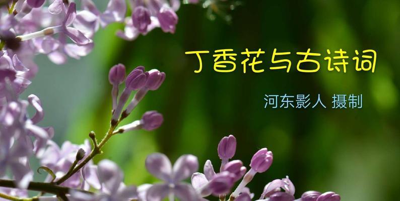 丁香花的花语及其含义（传递祝福与思念的美丽象征）